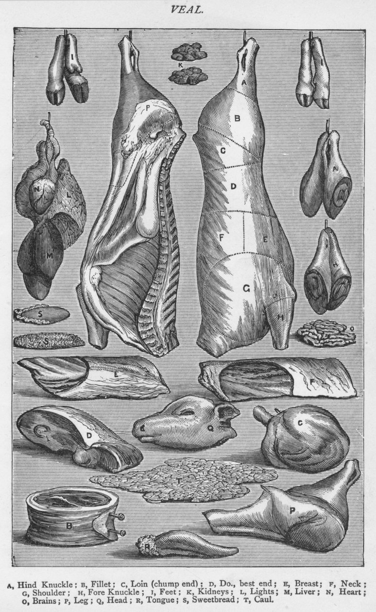 Vitello, 1907 da Unbekannt