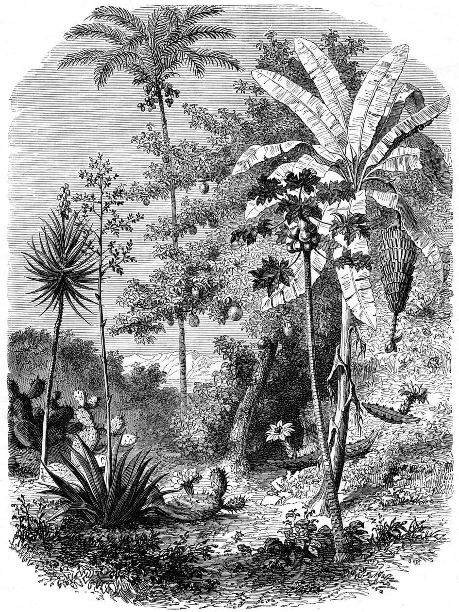 Veduta della costa spagnola, Guatemala, 1877 da Unbekannt