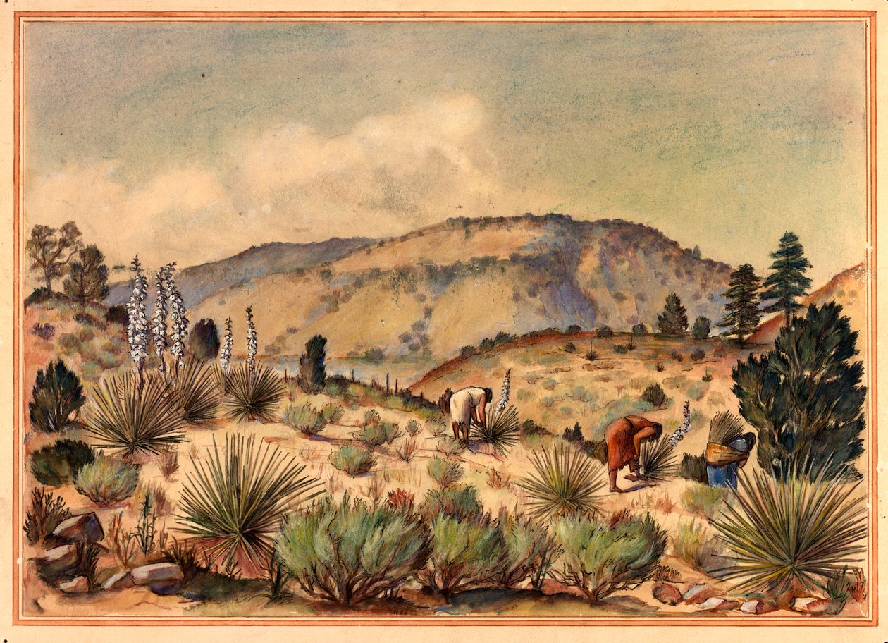 Donne che raccolgono piante di yucca, XX secolo da Unbekannt