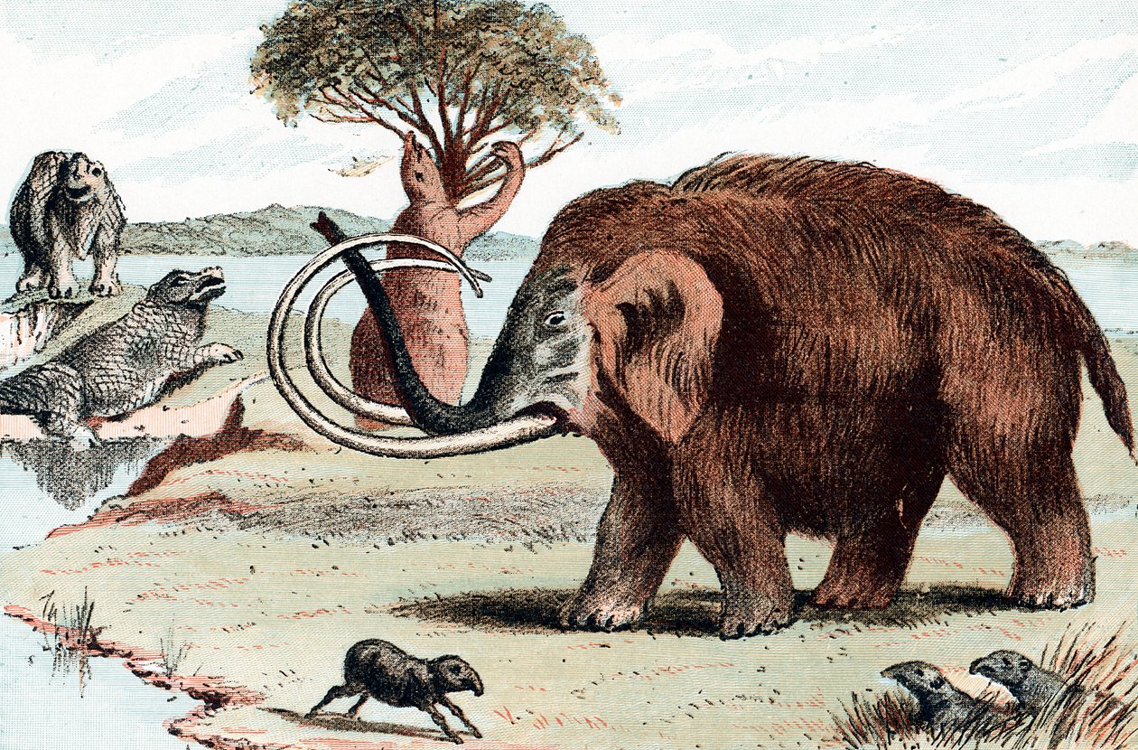 Mammut lanoso Mammuthus, 1892 da Unbekannt