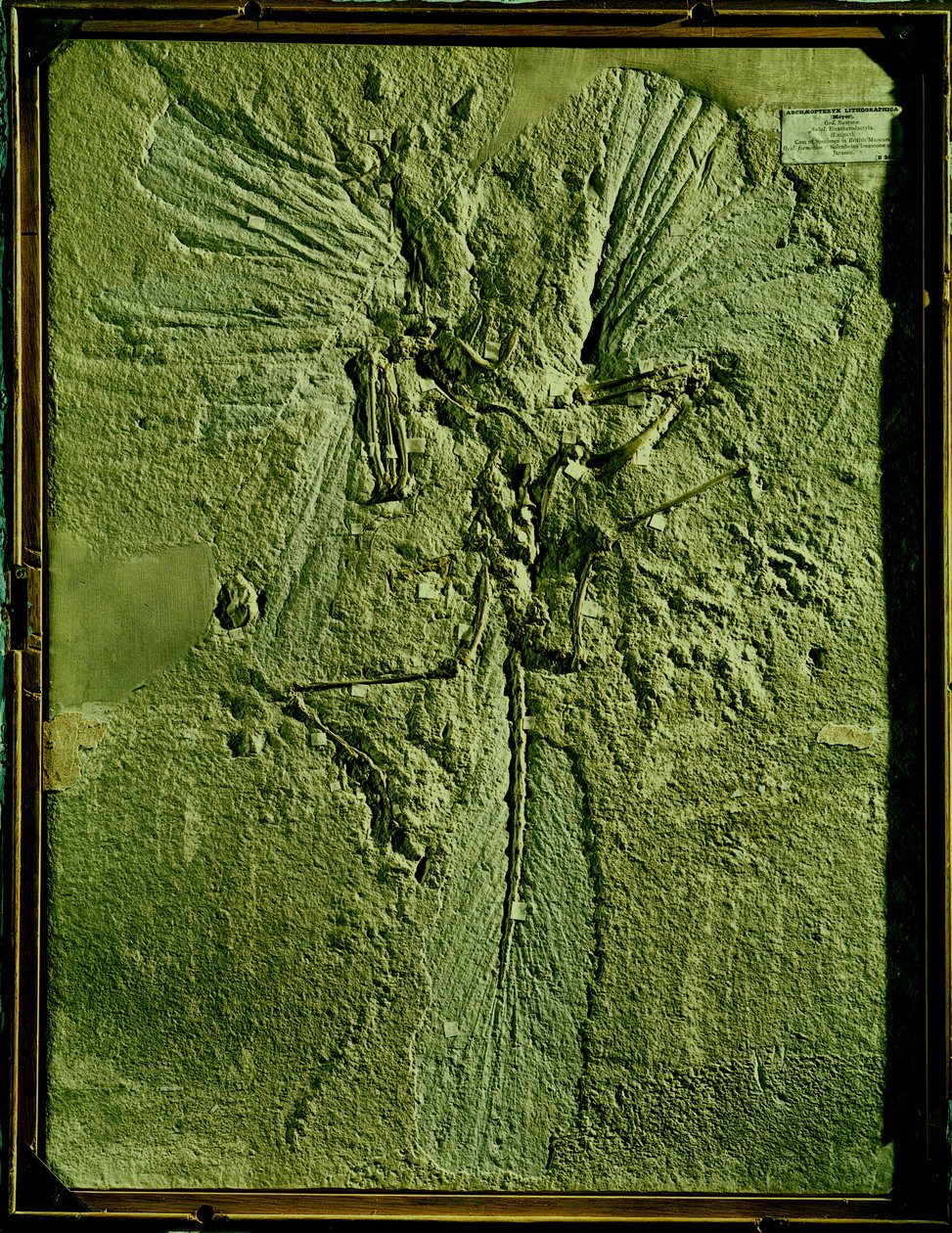 Calco di Archaeopteryx lithographica da Unbekannt Unbekannt