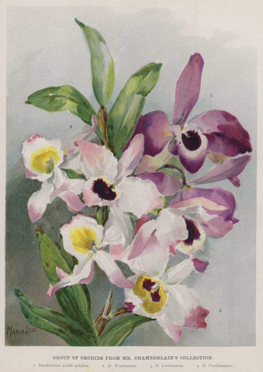 Gruppo di orchidee dalla collezione di Mr Chamberlain da Unbekannt Unbekannt