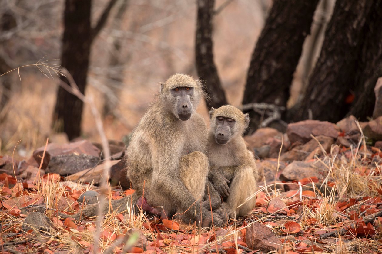 Parco Nazionale Kruger, due scimmie vervet da Unbekannt Unbekannt