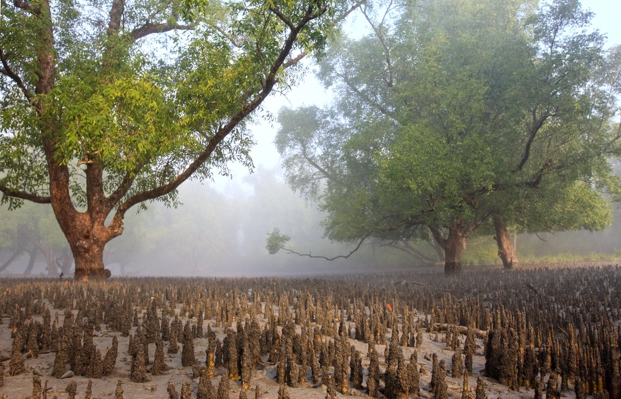 Sundarban da Unbekannt Unbekannt