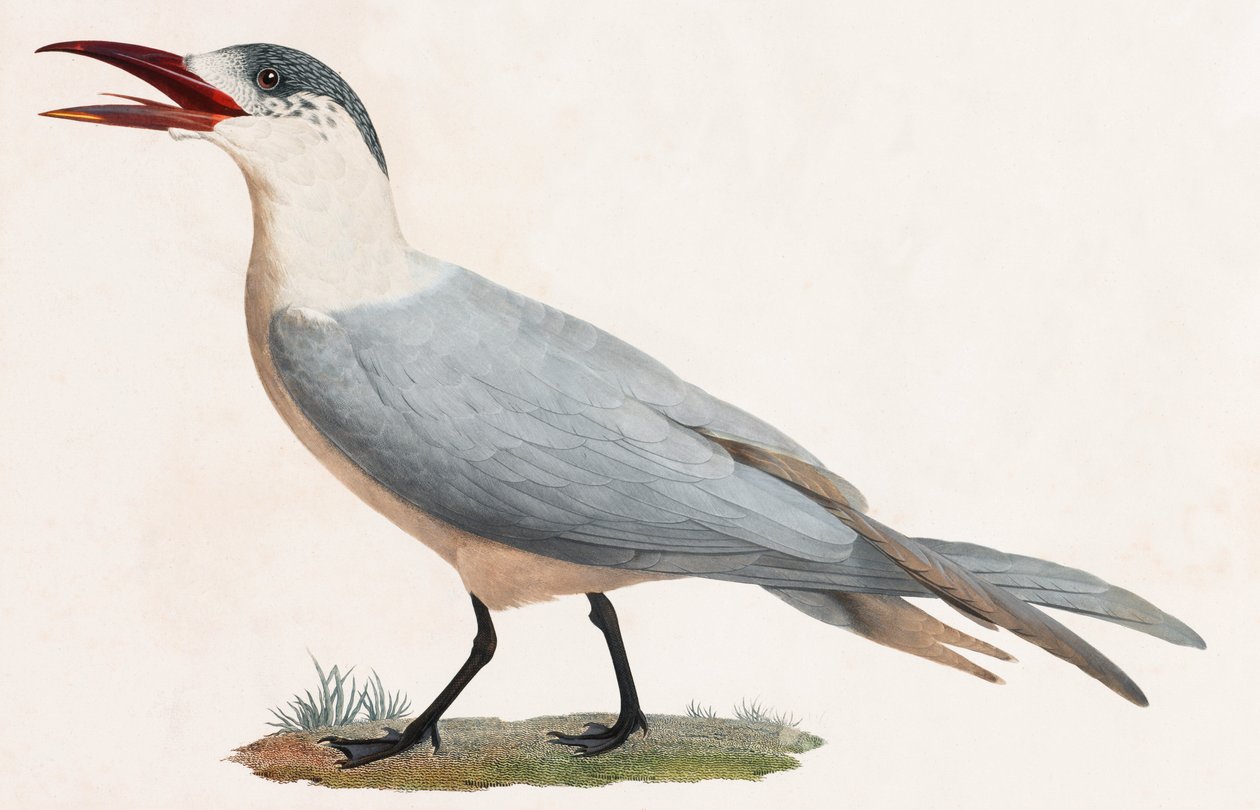 Illustrazione a colori di un uccello da Unbekannt
