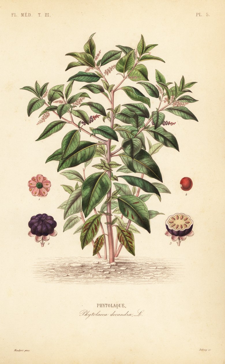 Fitolacca americana, Phytolacca americana da Unbekannt