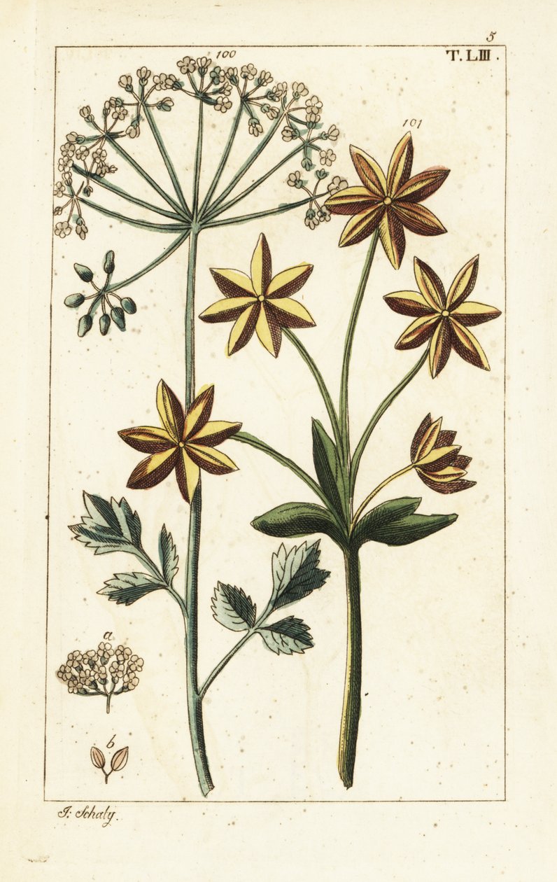 Anice o anice stellato, Pimpinella anisum da Unbekannter Künstler