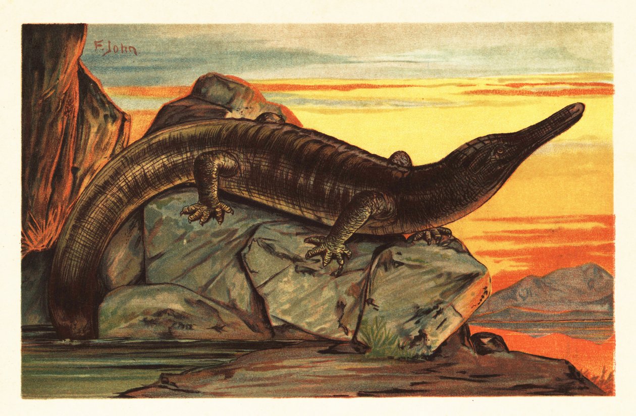 Archegosaurus decheni che si crogiola su una roccia. 1908 da Unbekannter Künstler
