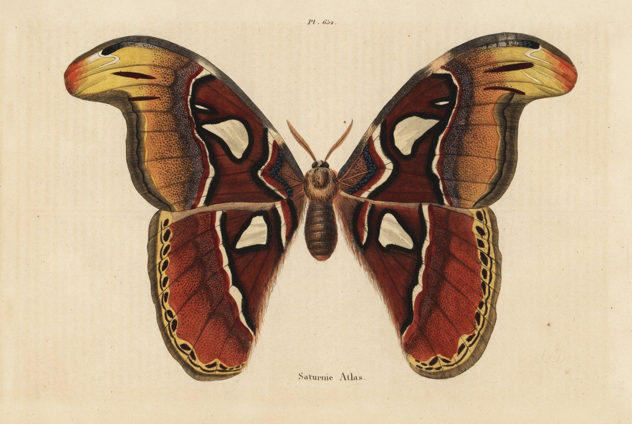 Falena Atlante, Attacus atlas da Unbekannt
