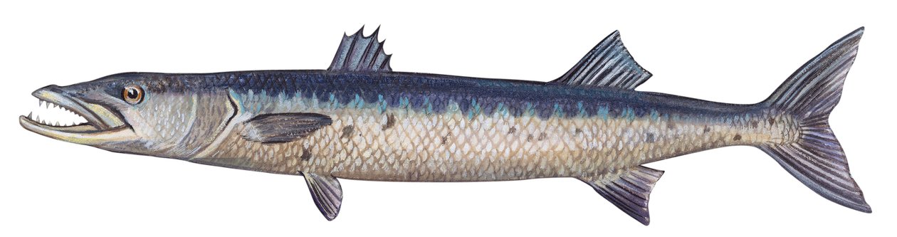 Barracuda - Grande barracuda da Unbekannter Künstler