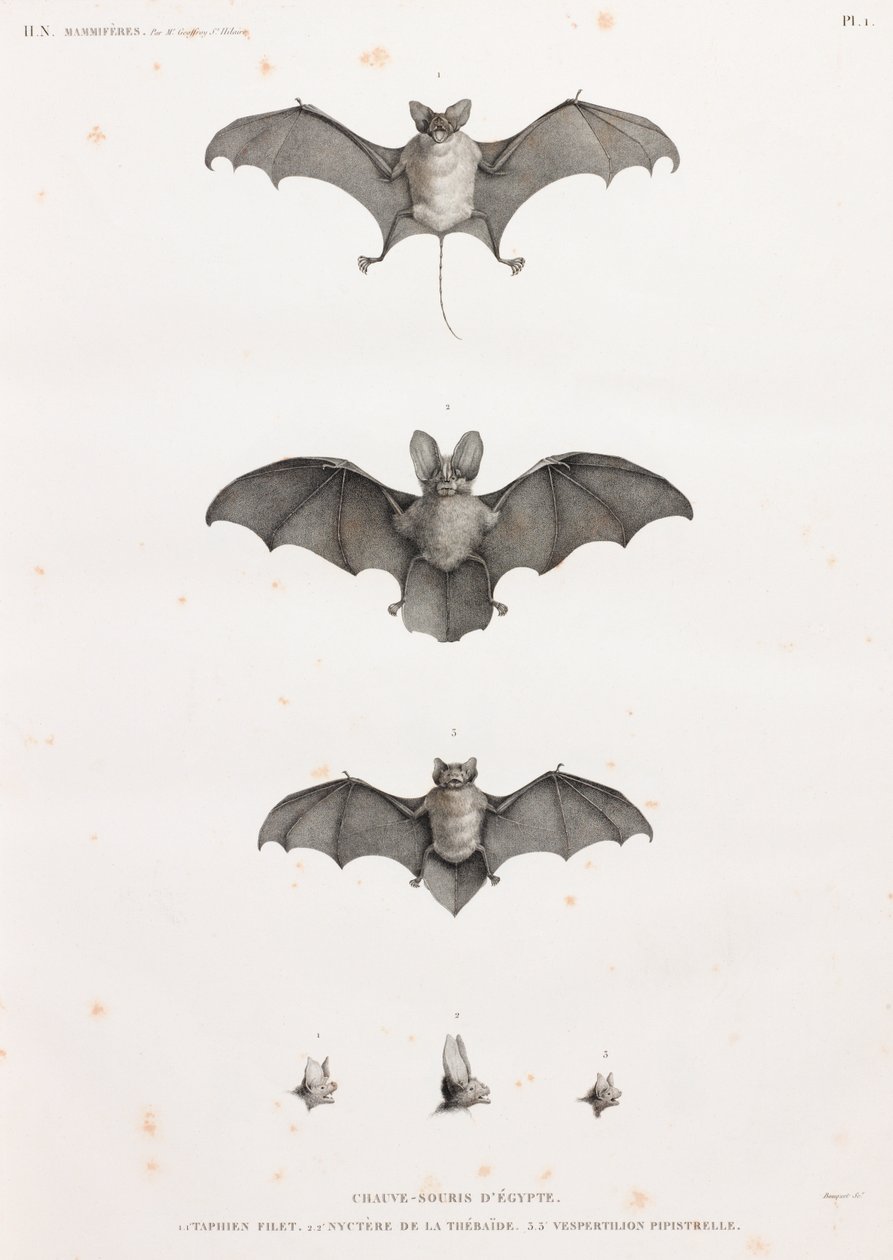 Pipistrelli in Egitto da Unbekannt