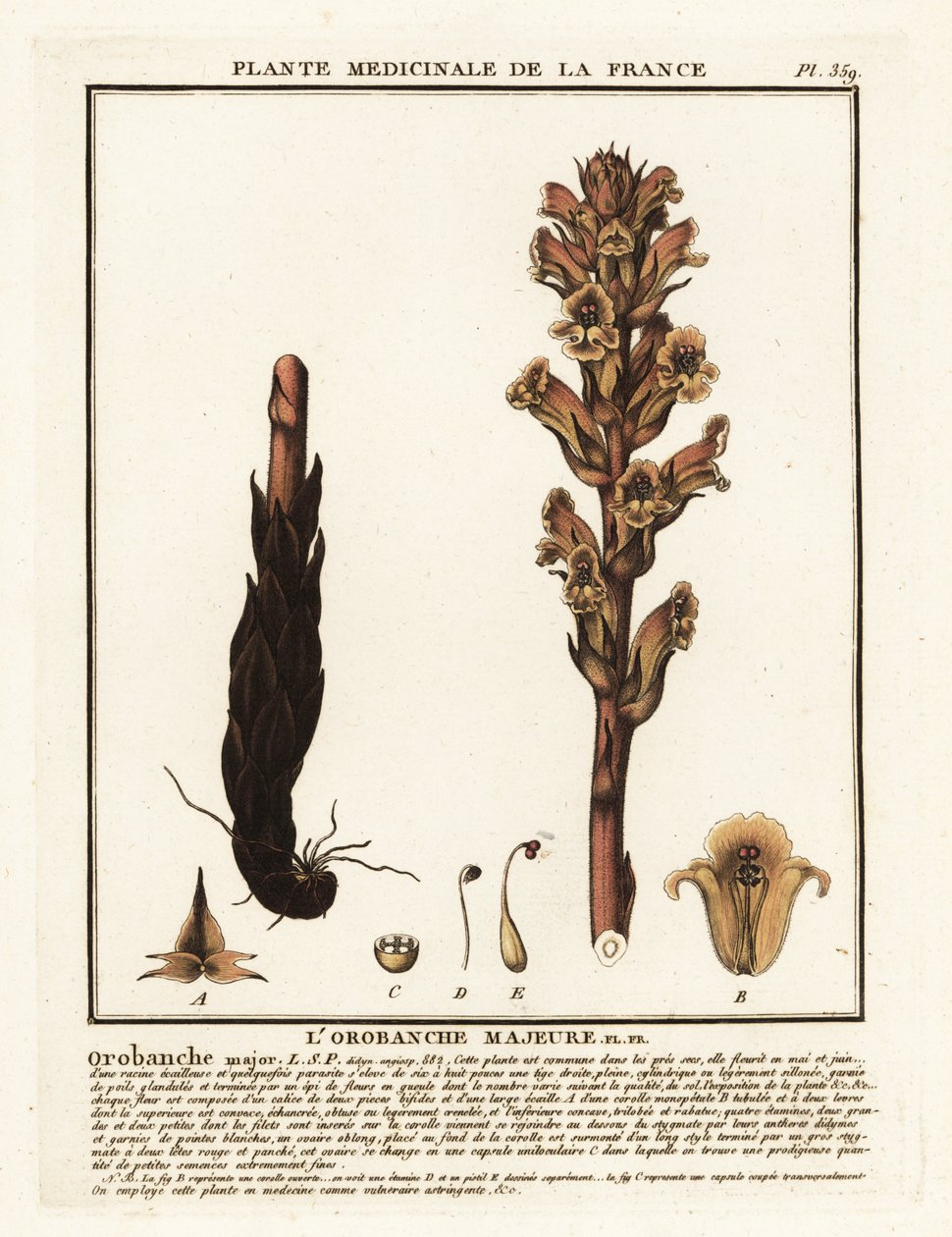 Orobanche caryophyllacea da Unbekannter Künstler