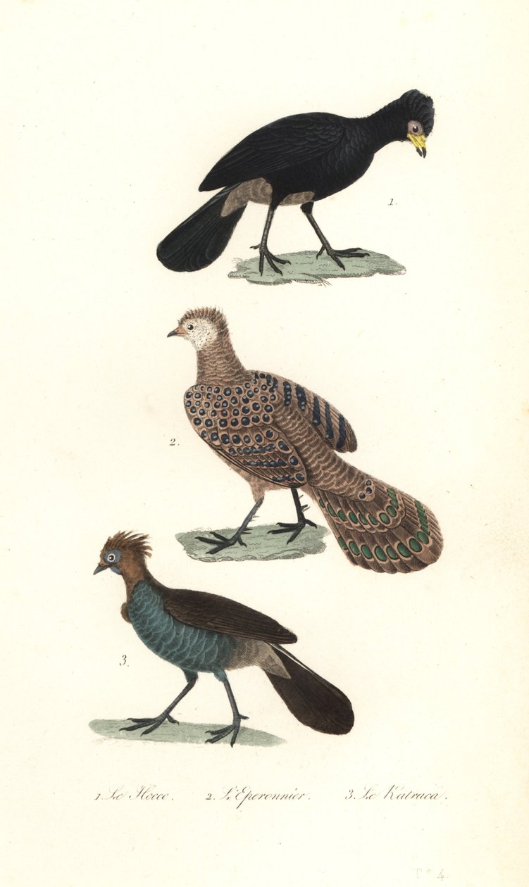 Curassow nero, fagiano pavone grigio e chachalaca da Unbekannter Künstler
