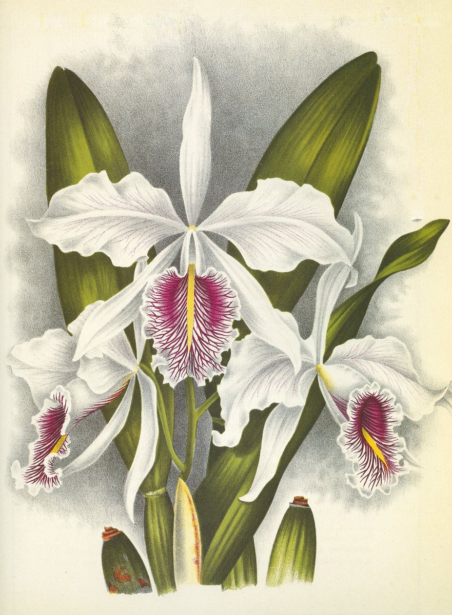Tavola botanica: Cattleya maxima var. Virginalis da Unbekannt