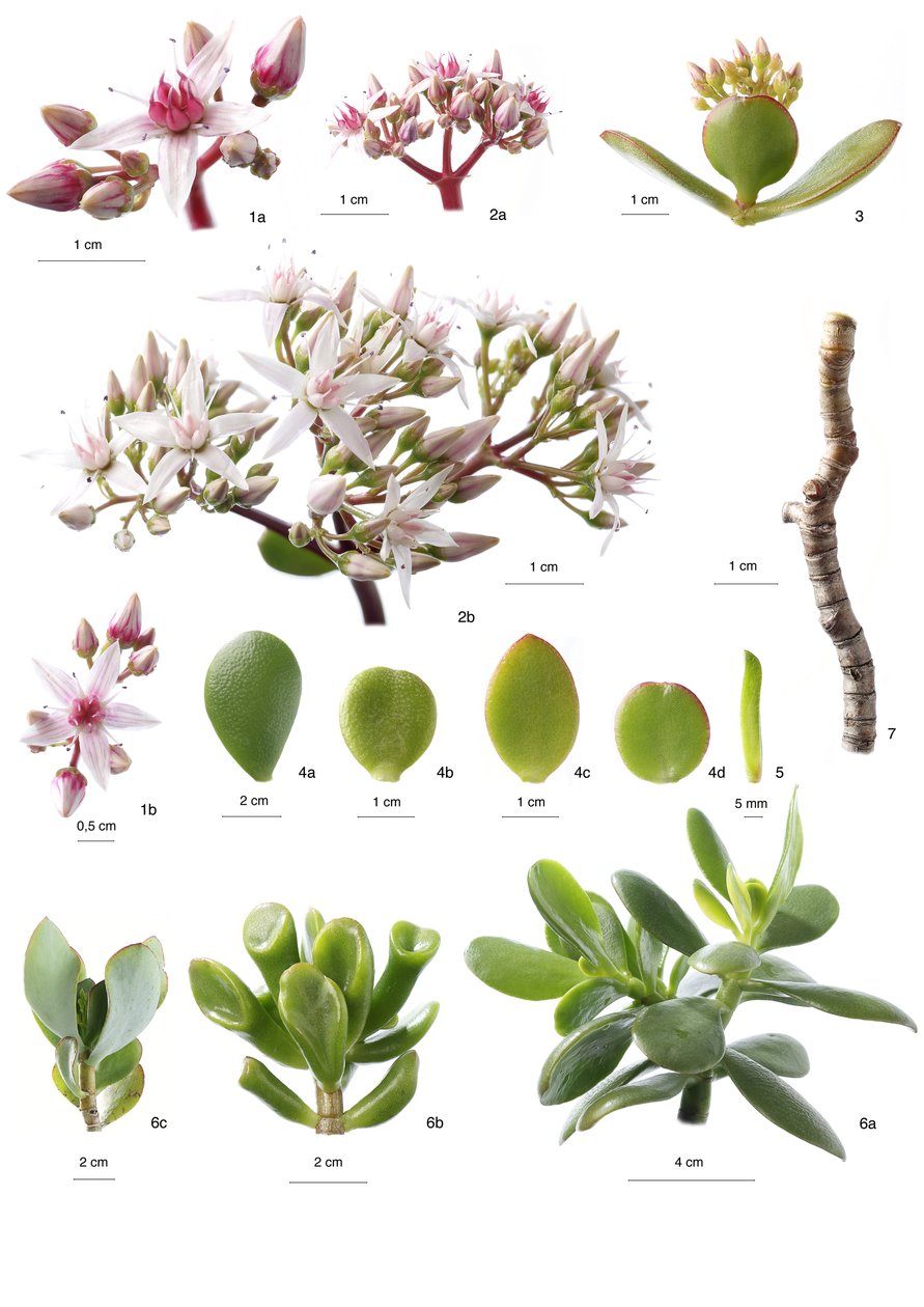 Crassula ovata da Unbekannt