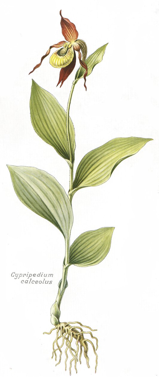 Tavola botanica/Cypripedium calceolus/Zoccolo di Venere da Unbekannt