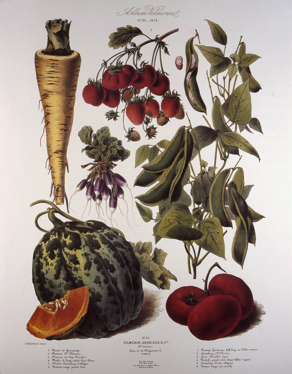 Tavola botanica/Vilmorin da Unbekannt