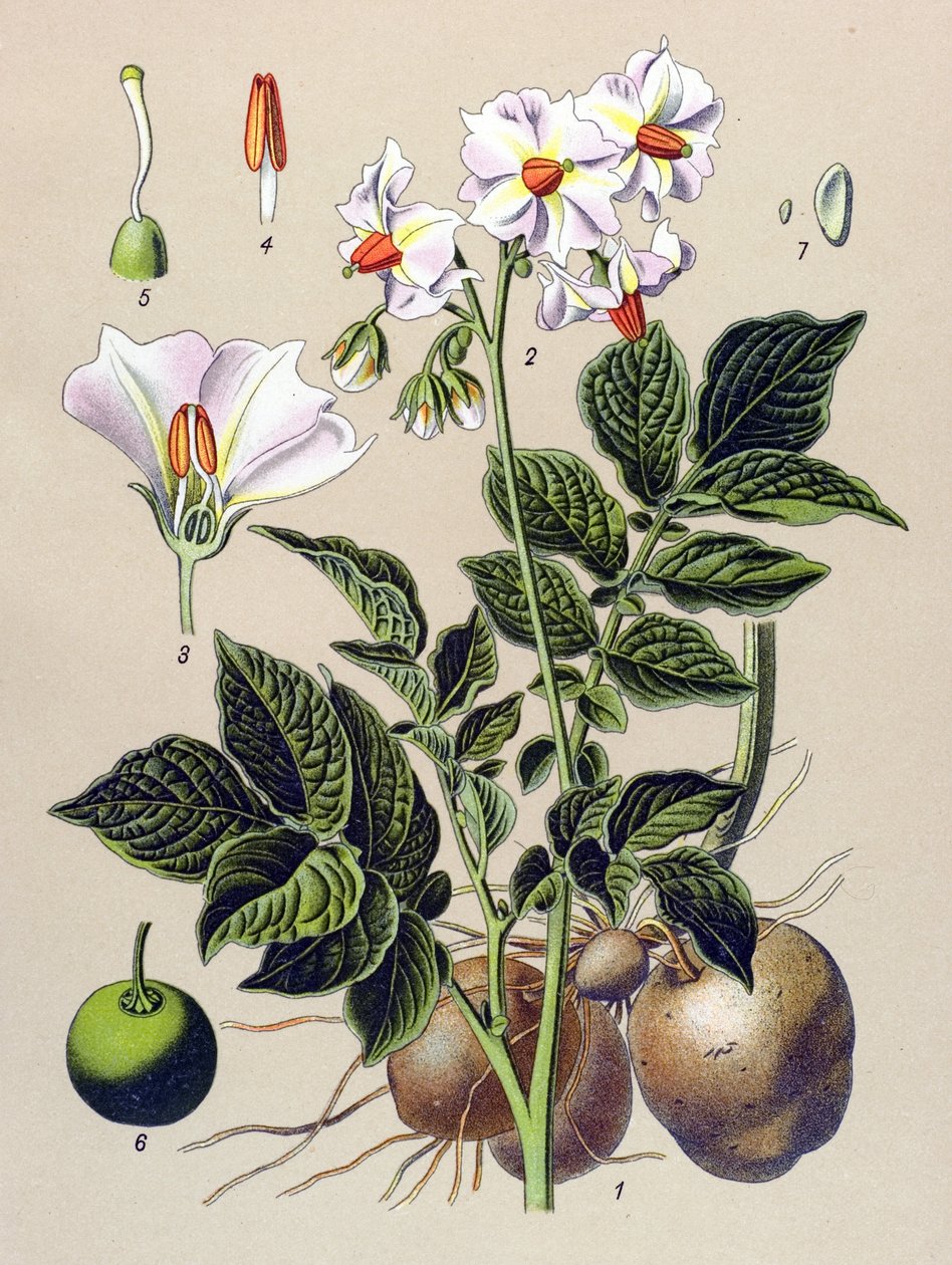 Tavola botanica, pianta della patata (Solanum tuberosum) da Unbekannter Künstler
