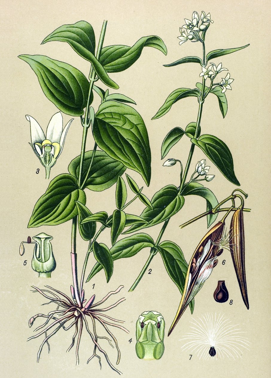 Tavola botanica: Vincetossico comune (Vincetoxicum hirundinaria) da Unbekannter Künstler