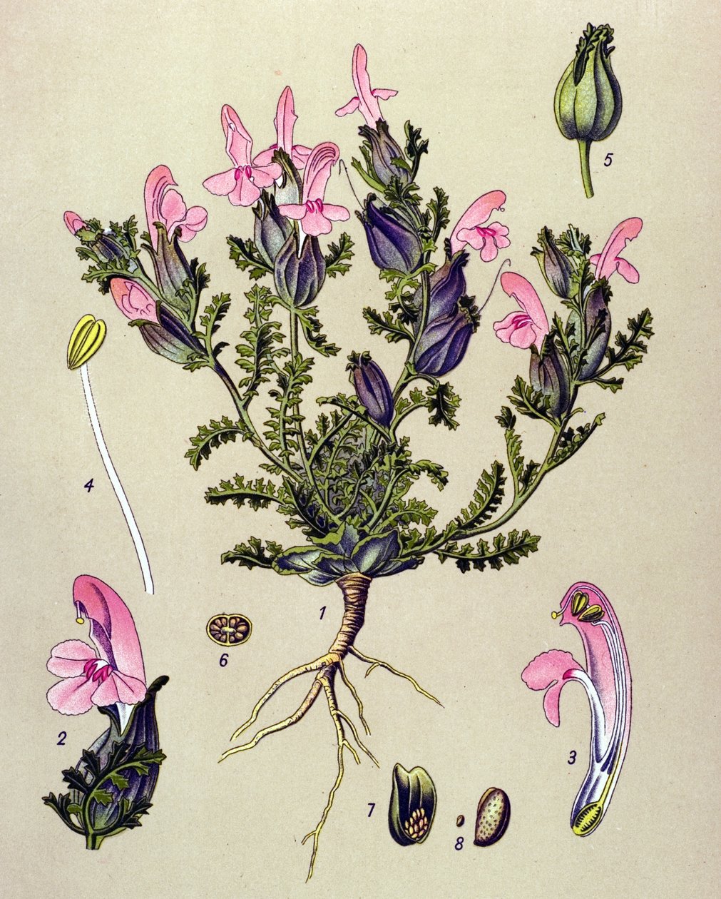 Tavola botanica, pianta: pedicularis sylvatica da Unbekannter Künstler