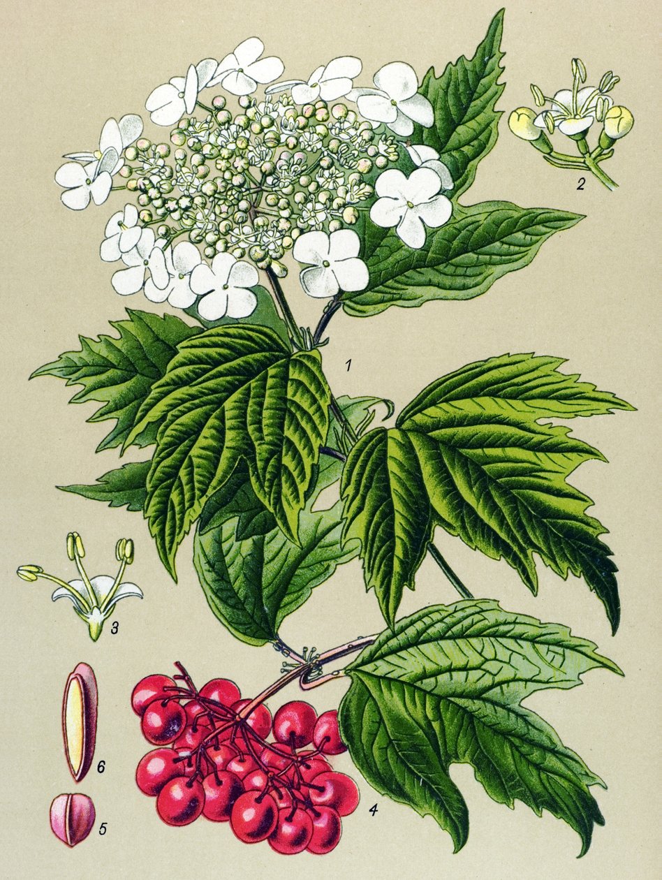 Tavola botanica, pianta: viburno (Viburnum opulus) da Unbekannter Künstler