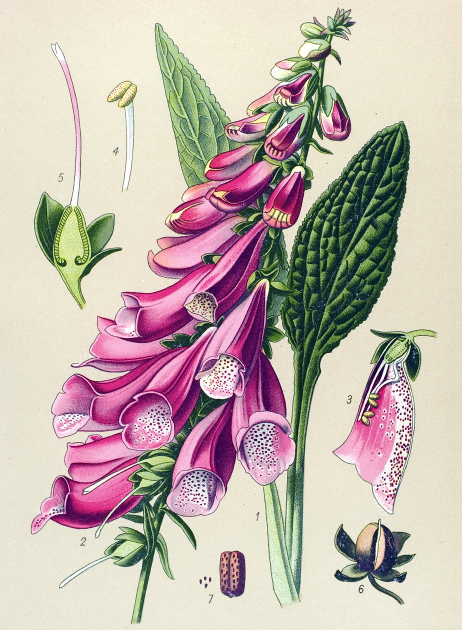Tavola botanica, pianta: digitale purpurea (Digitalis purpurea) da Unbekannter Künstler