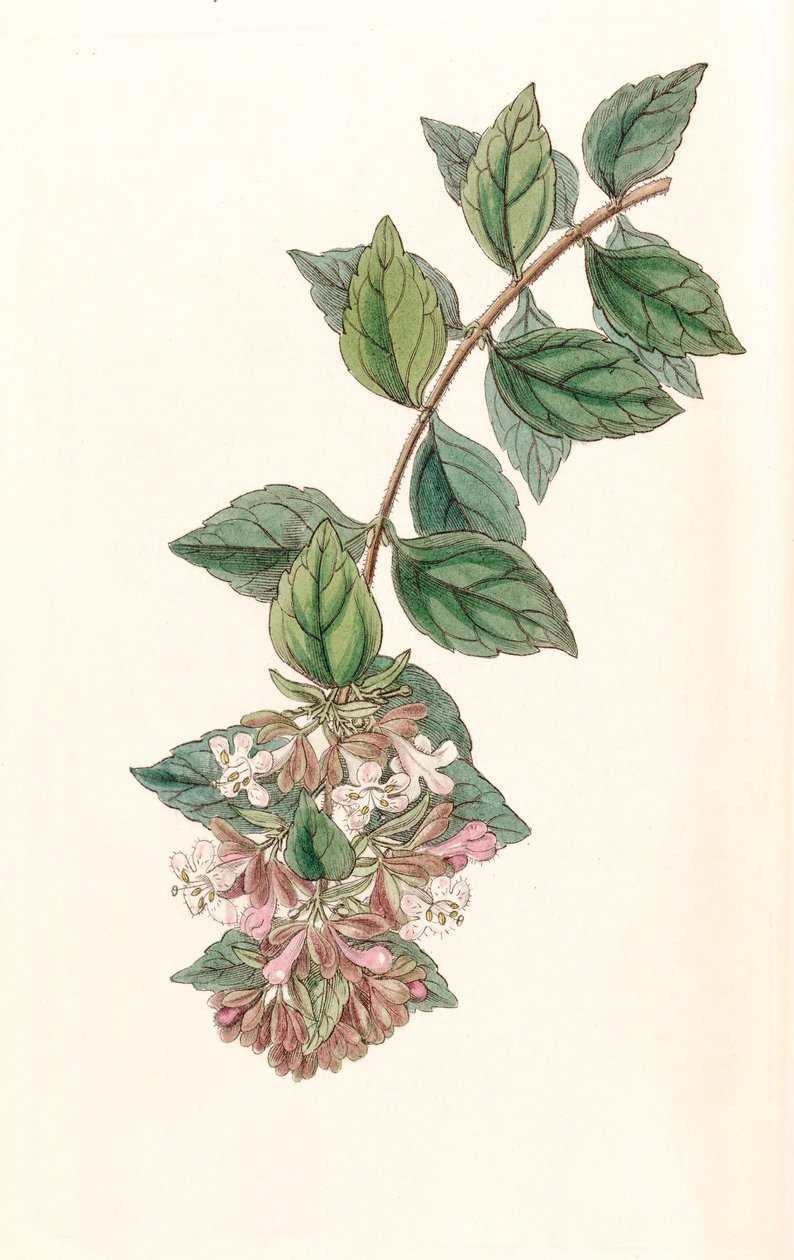 Abelia chinensis da Unbekannt