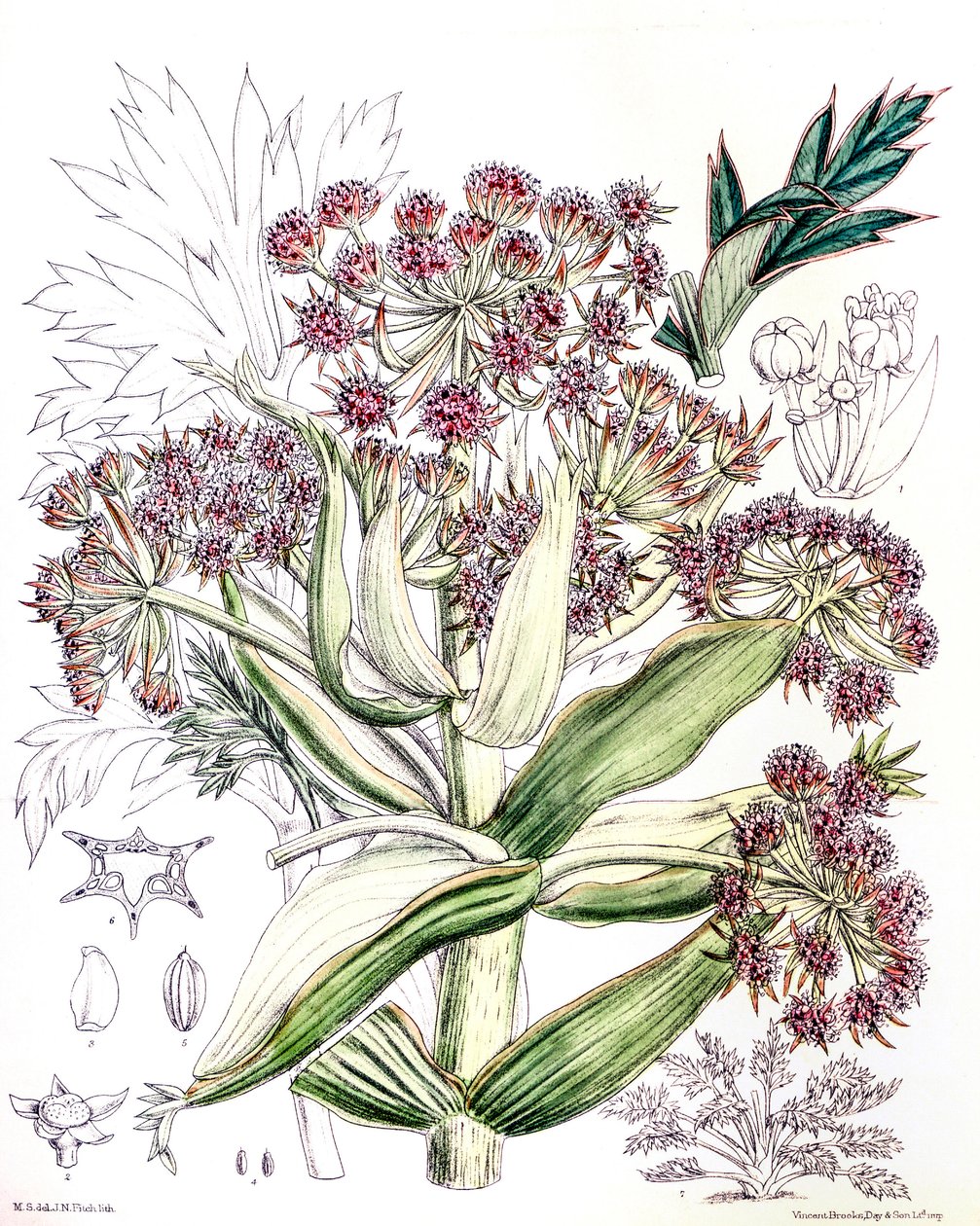 Aciphylla latifolia da Unbekannt