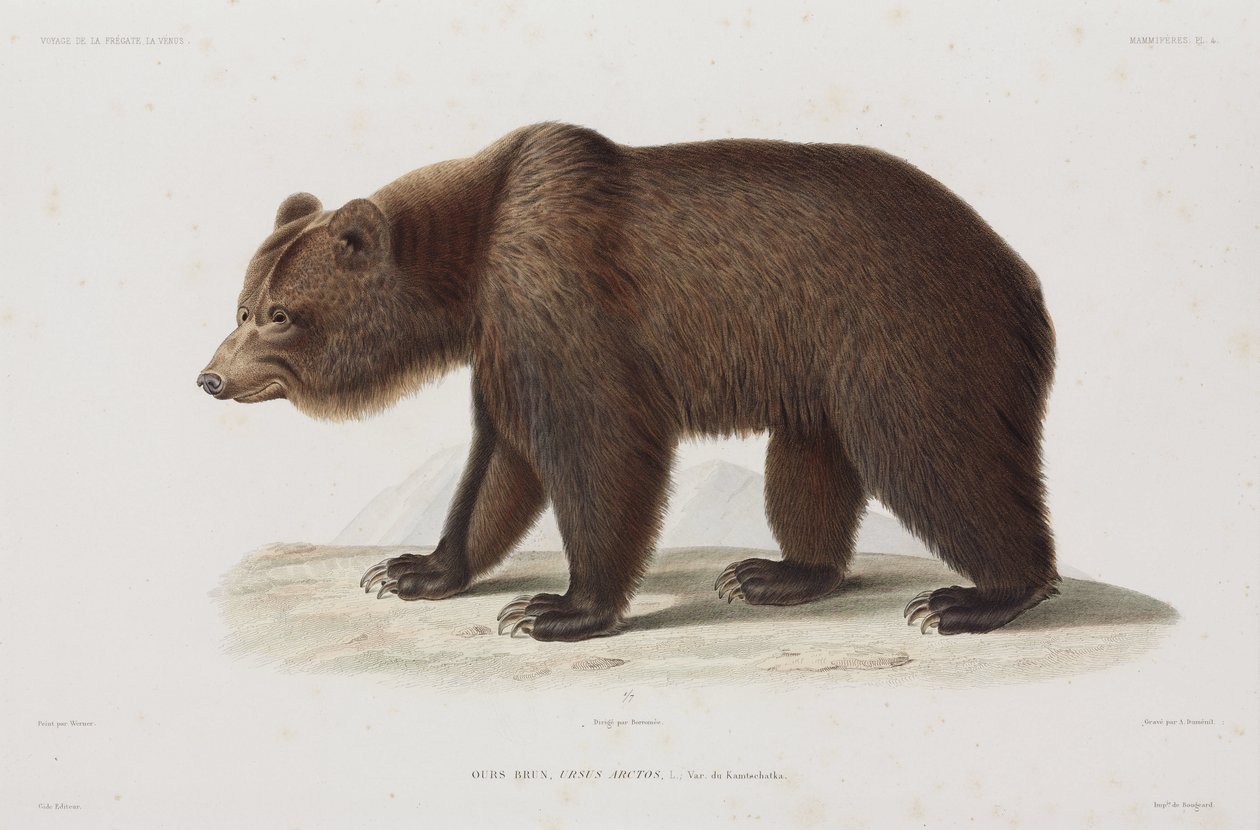 Orso bruno, Kamchatka, Russia da Unbekannt