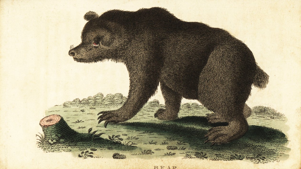 Orso bruno, Ursus arctos da Unbekannter Künstler