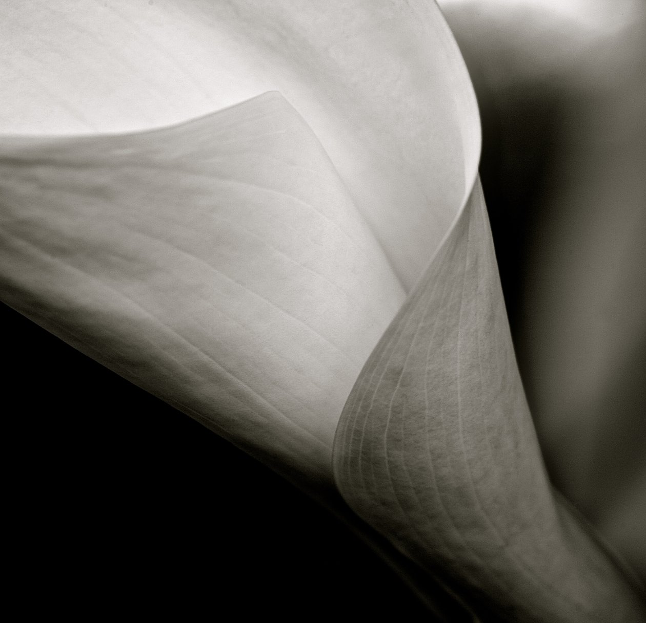 Callalily, 2015 da William M. Timlin
