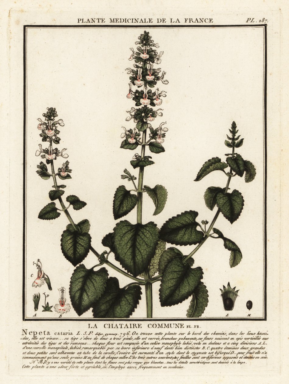 Nepeta cataria da Unbekannter Künstler