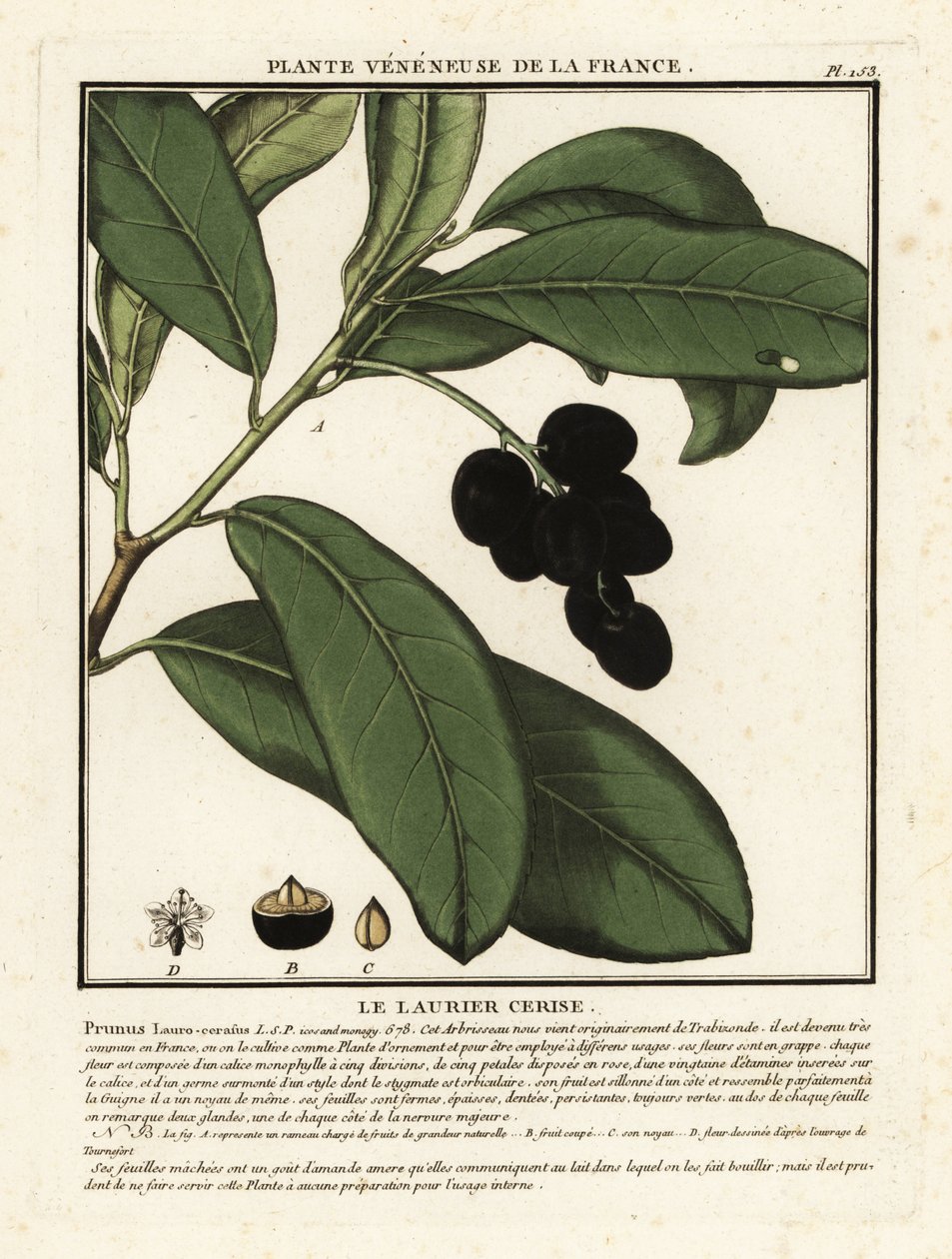 Alloro di ciliegio, Prunus laurocerasus da Unbekannter Künstler