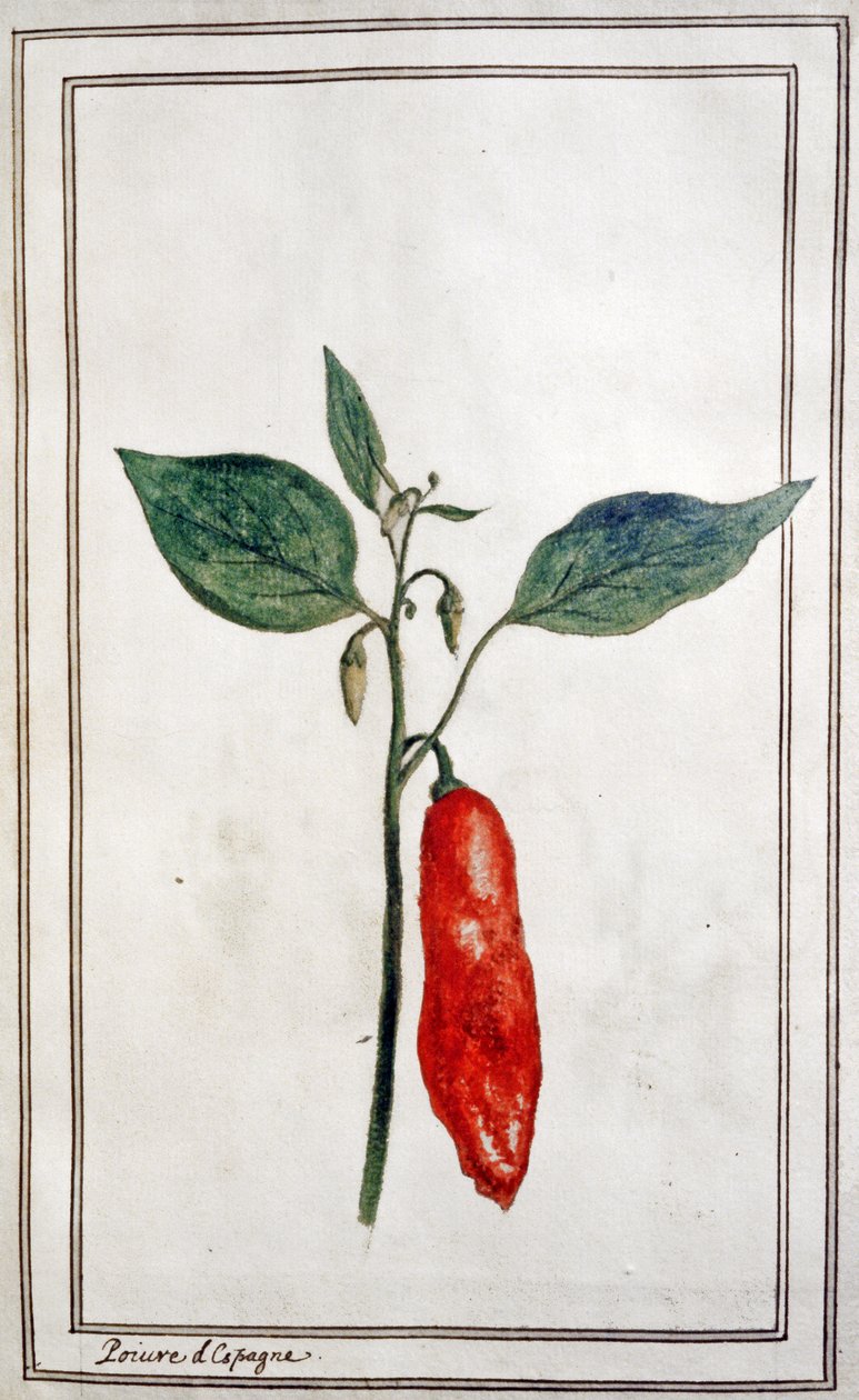 Peperoncino, c.1780-1800 (incisione) da Unbekannter Künstler