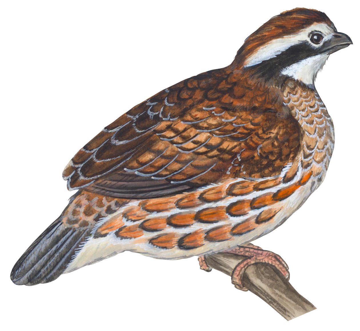 Colino della Virginia - Bobwhite (Colinus virginianus) da Unbekannter Künstler