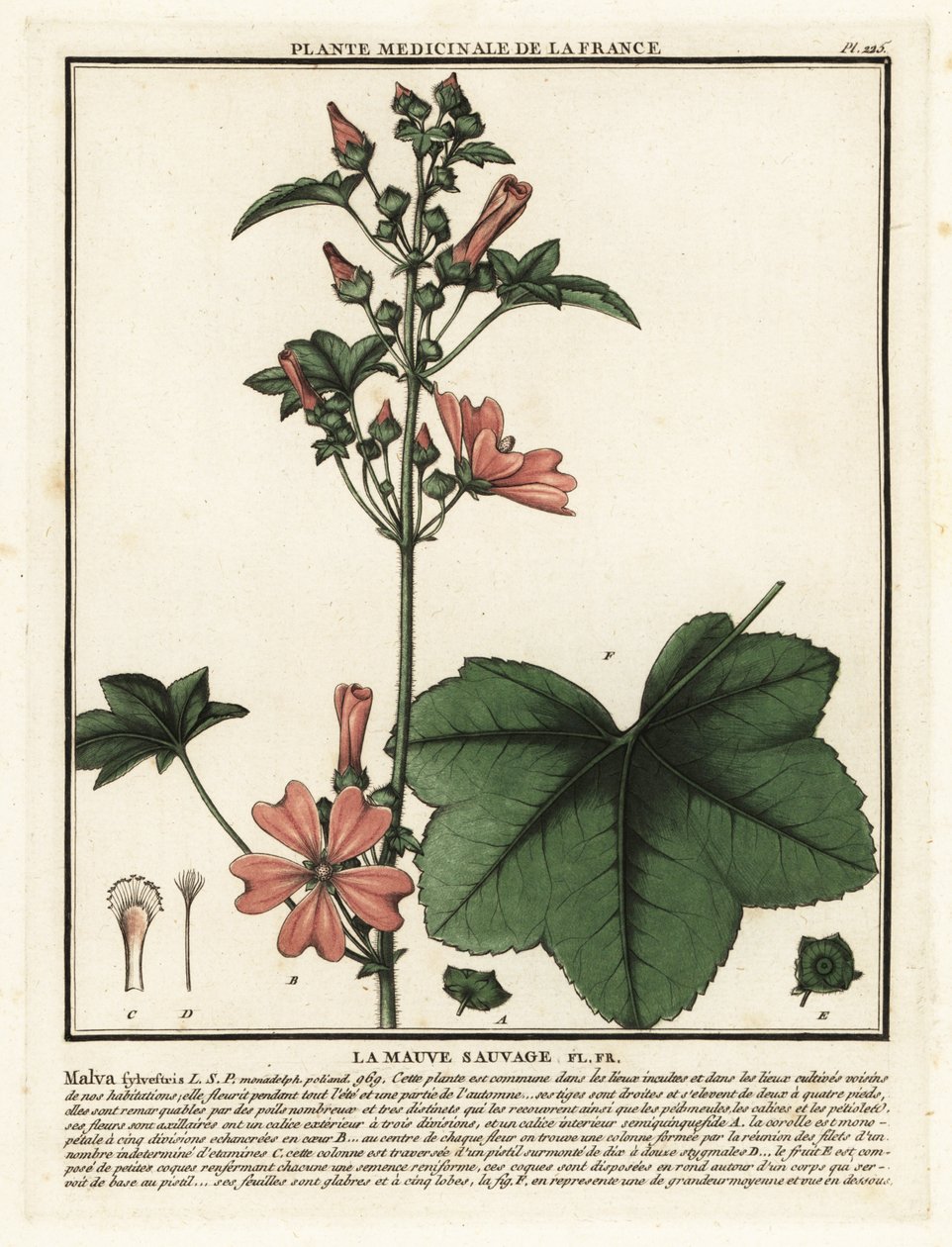 Malva comune, Malva sylvestris da Unbekannter Künstler