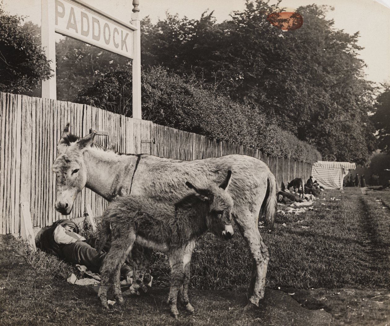 Composito di due asini, c 1909 da Unbekannt