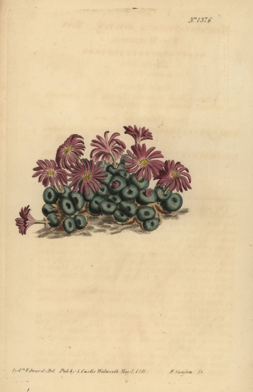 Conophytum minutum (Fico-margherita minuto, Mesembryanthemum minutum) da Unbekannt