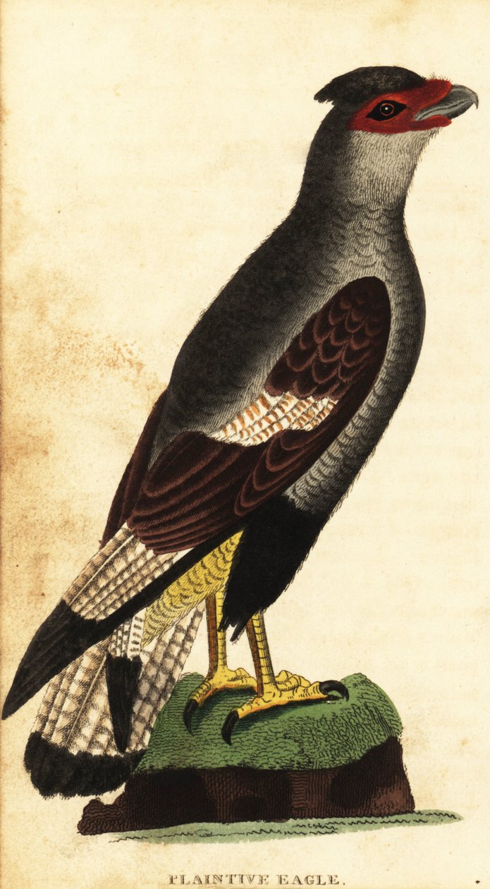 Caracara crestato, Caracara plancus (incisione) da Unbekannter Künstler
