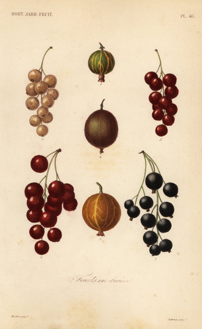 Ribes e bacche da Unbekannt