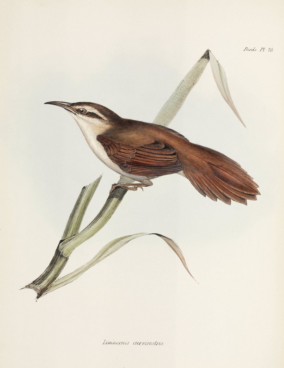 Fringuello dal becco ricurvo, Argentina, c 1832-1836 da Unbekannter Künstler