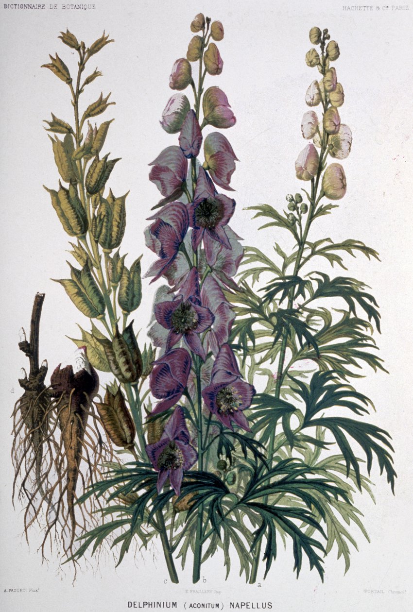Delphinium Napellus, c.1850-1900 da Unbekannter Künstler