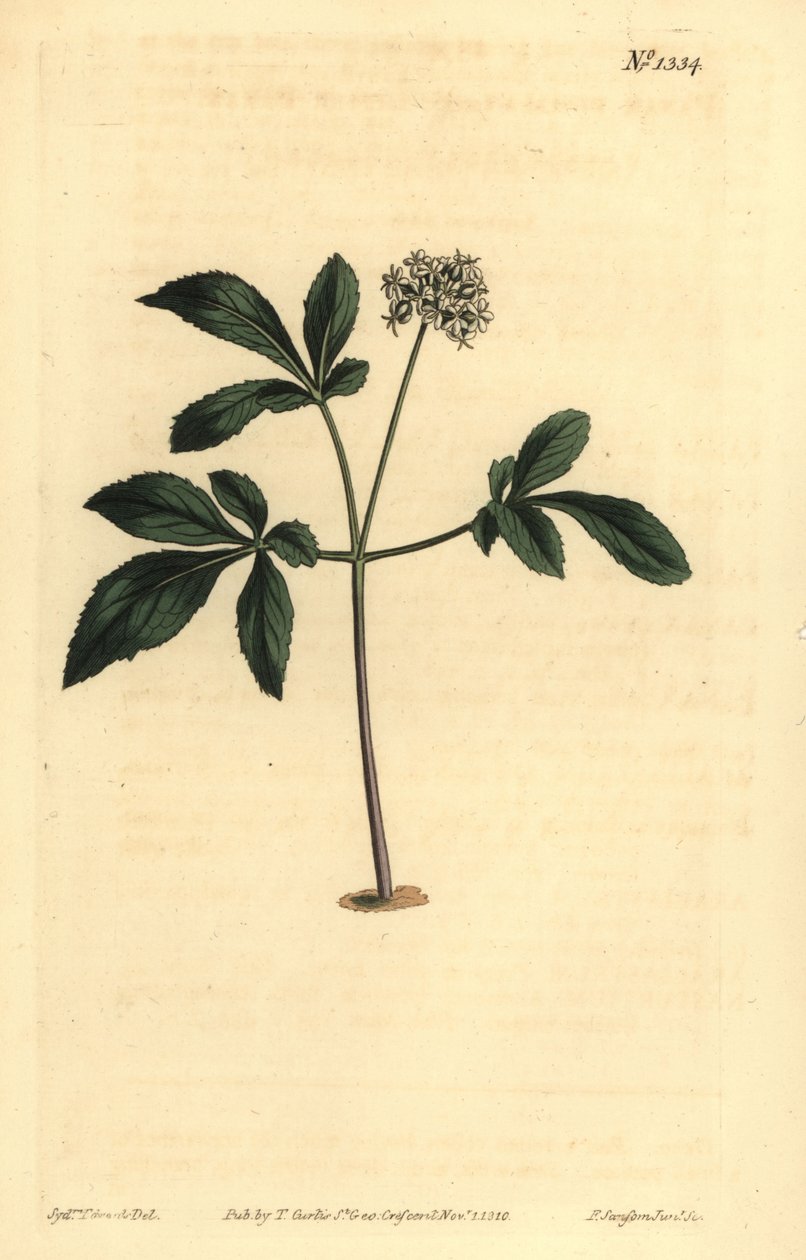 Panax trifolius da Unbekannt