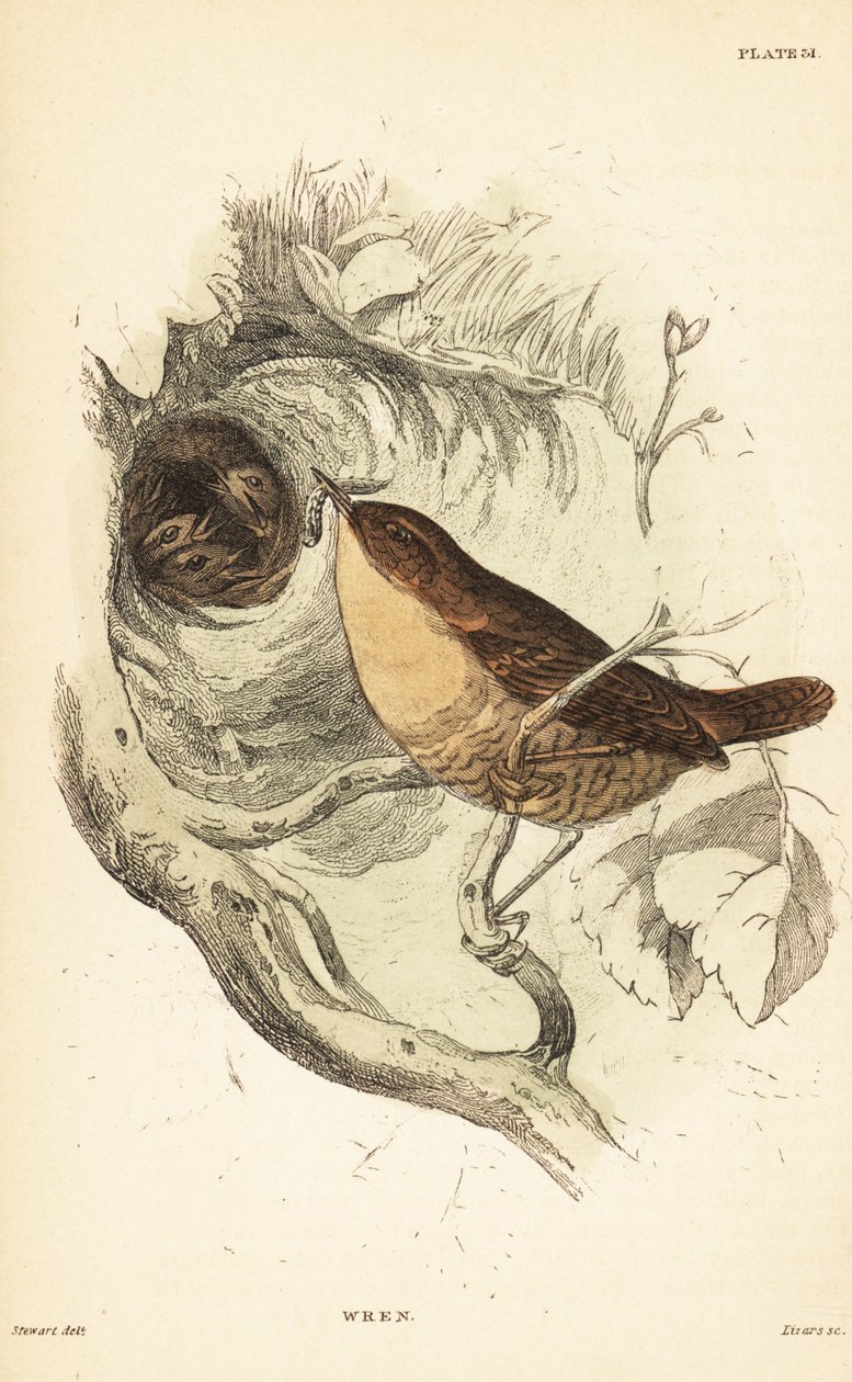 Scricciolo eurasiatico, Troglodytes troglodytes da Unbekannter Künstler
