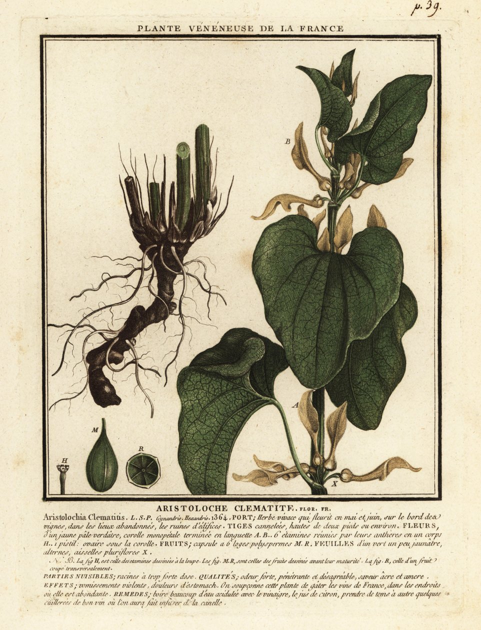 Aristolochia clematitis da Unbekannter Künstler