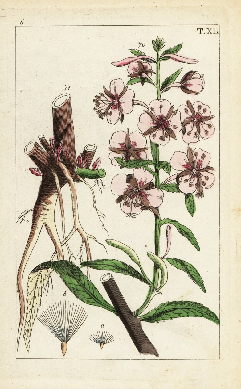 Epilobio, Epilobium angustifolium da Unbekannter Künstler