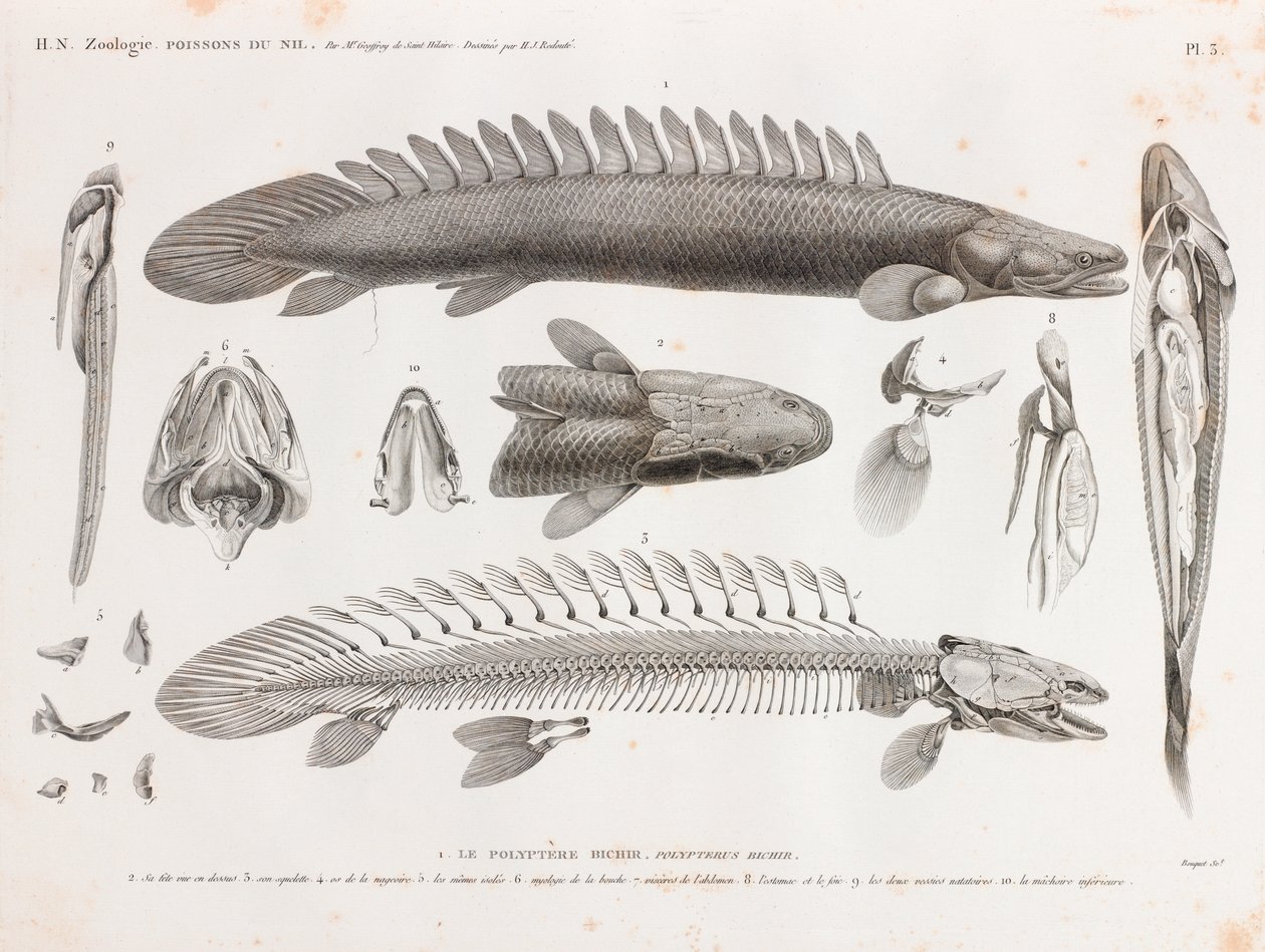 Pesce: Le Polyptere Bichir, anatomia da Unbekannt