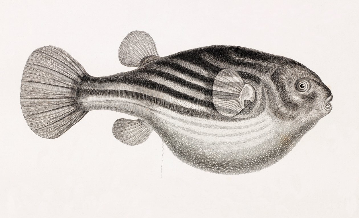 Pesce: Tetrodon (dettaglio) da Unbekannt