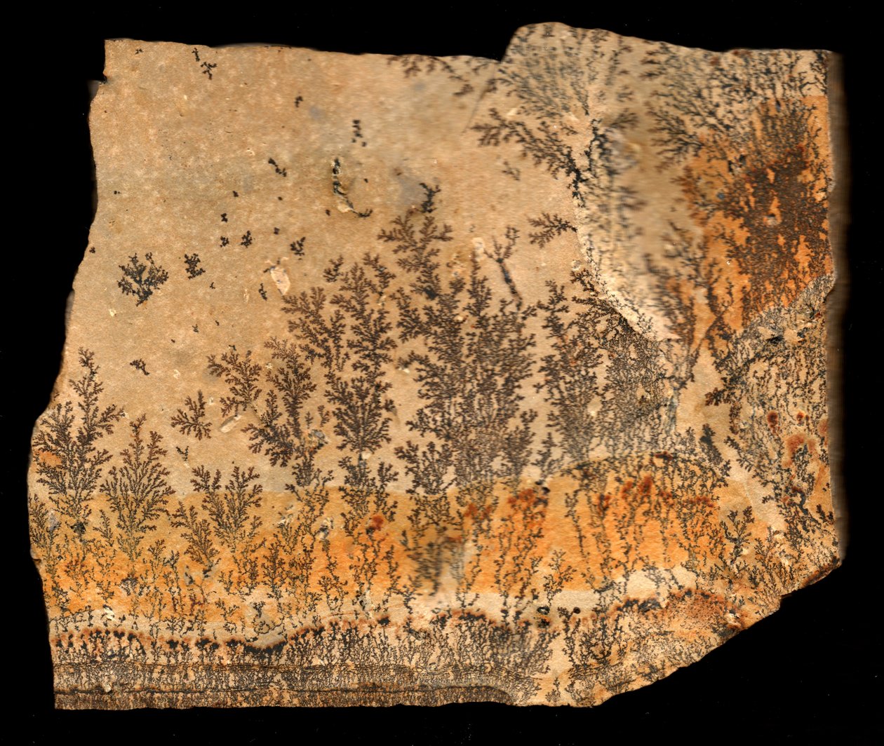 Stampa fossile, recto da William M. Timlin