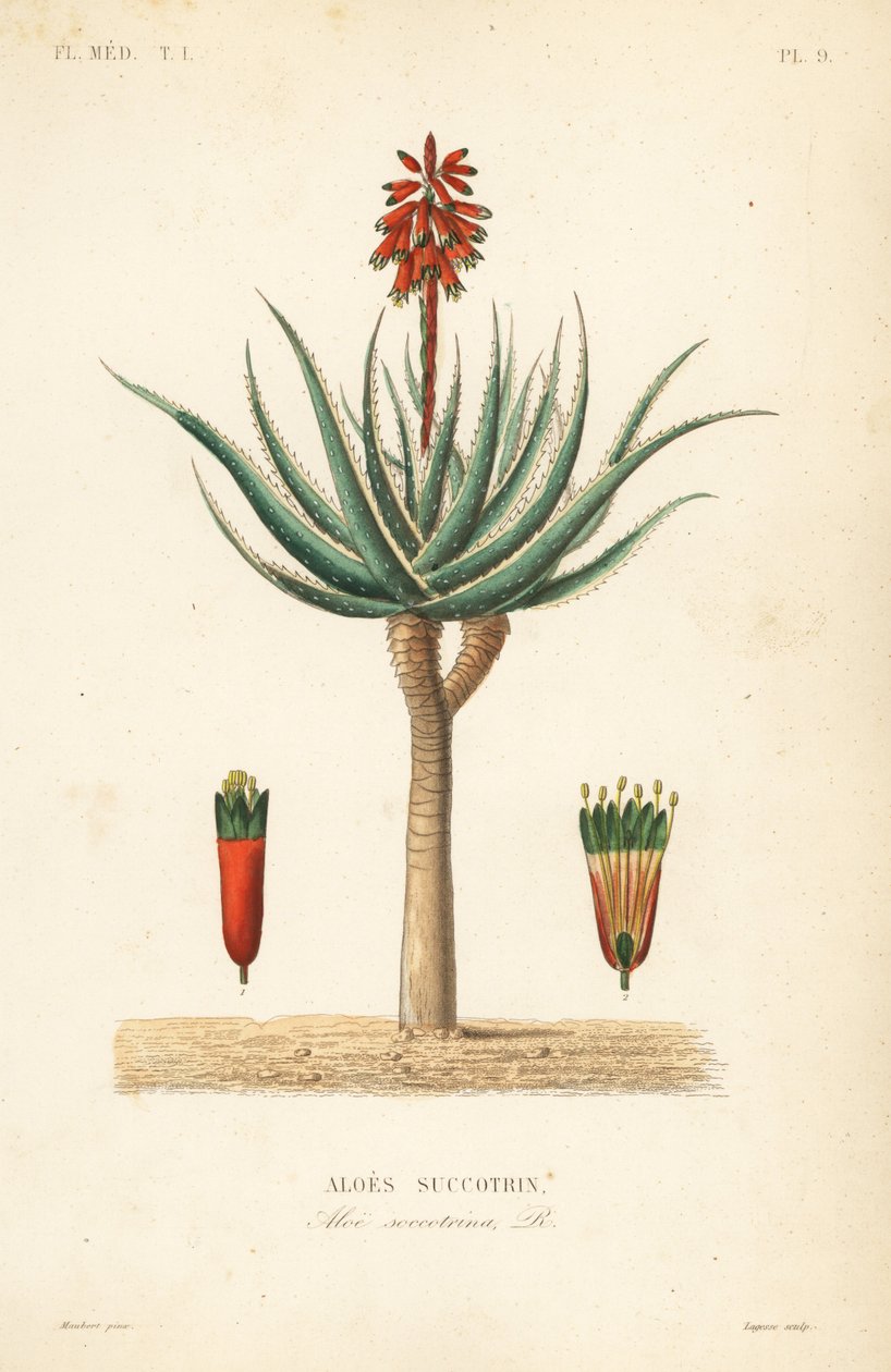 Aloe fynbos, Aloe succotrina da Unbekannt